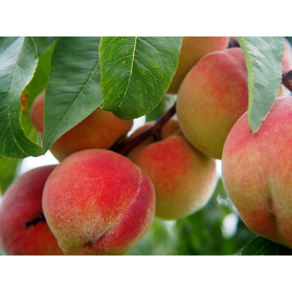 Elberta Peach Tree Saplings Fruit Tree 5+ ft Tall, 65+ In. for Planting Plant